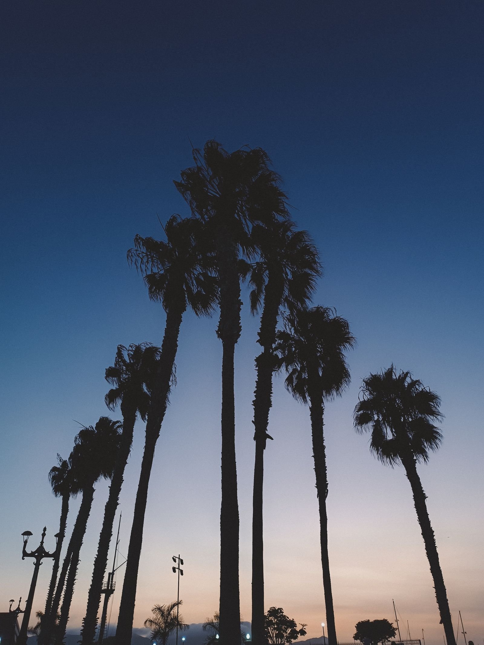 Palm trees silhouetted against a California twilight sky